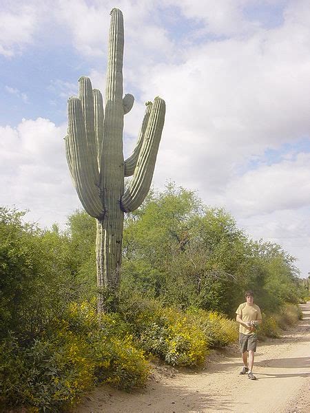 Saguaro Cactus | TANNA THORNBURG