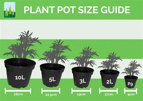 Vegetable Container Size Chart