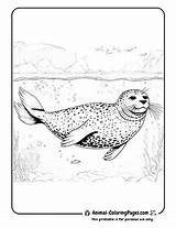 🌊 Seal Coloring Pages Free Flippery Fun sketch template