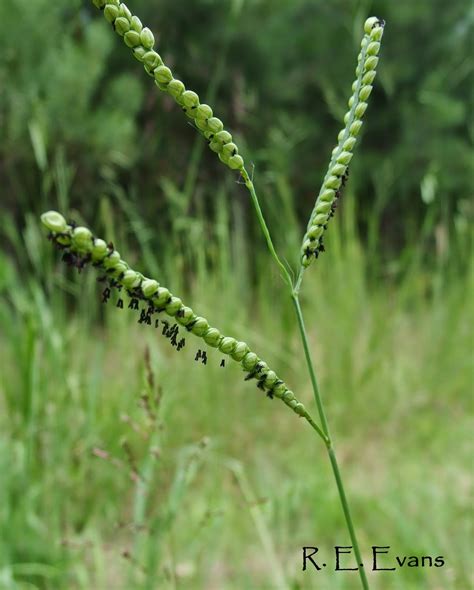 Paspalum floridanum - Alchetron, The Free Social Encyclopedia