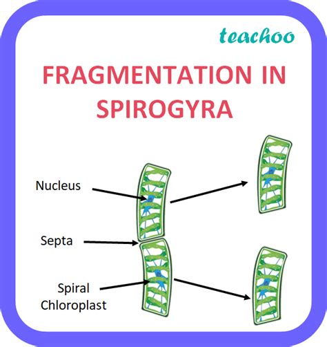 Name method by which Spirogyra reproduces under favourable conditions.