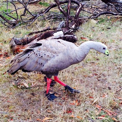 Wildlife of Maria Island, Tassie - Exploring the unknowns (to me) of the Land Down Under