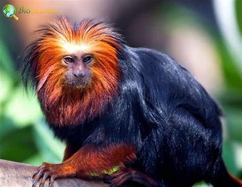 Golden-Headed Lion Tamarin Characteristics | Leontopithecus Chrysomelas Facts