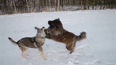 Czechoslovakian Wolf dog vs caucasian shepard - YouTube