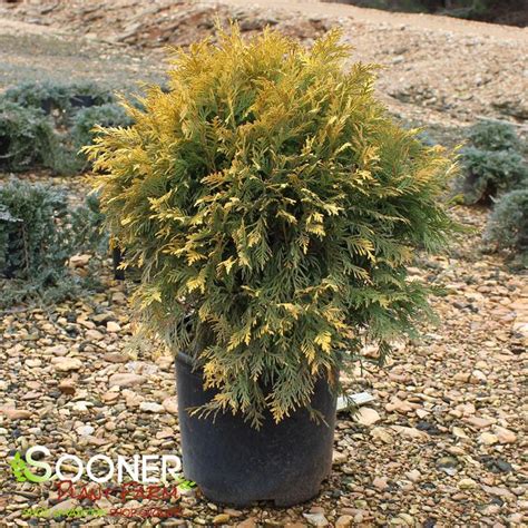 Golden Globe Arborvitae | Sooner Plant Farm