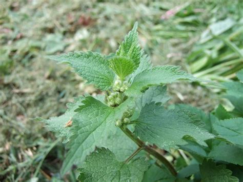 Nettle Garden Fertilizer: Information On Making And Using Nettles As Fertilizer | Fertilizer for ...