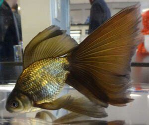 Veiltail Goldfish Characteristics, Diet, Breeding