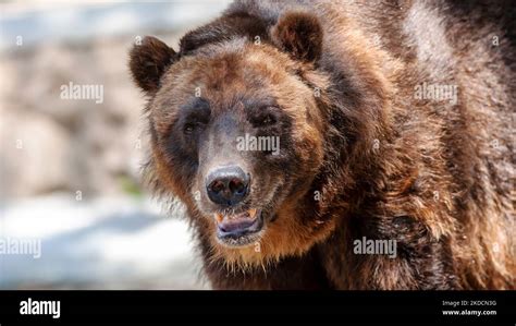 Retrato de un oso grizzly en peligro de extinción, Ursus arctos ...