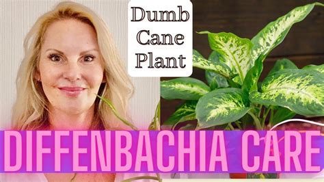 Dieffenbachia Care, Propagation and Problems | Dumb Cane Plant with MOODY BLOOMS - YouTube ...