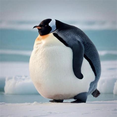 FAT Penguin by LightyearvZerg432 on DeviantArt