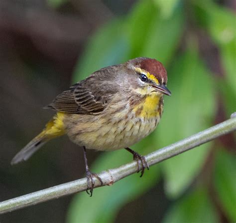 Inside The Palm Warbler's Migration Journey - Owen Deutsch Photography