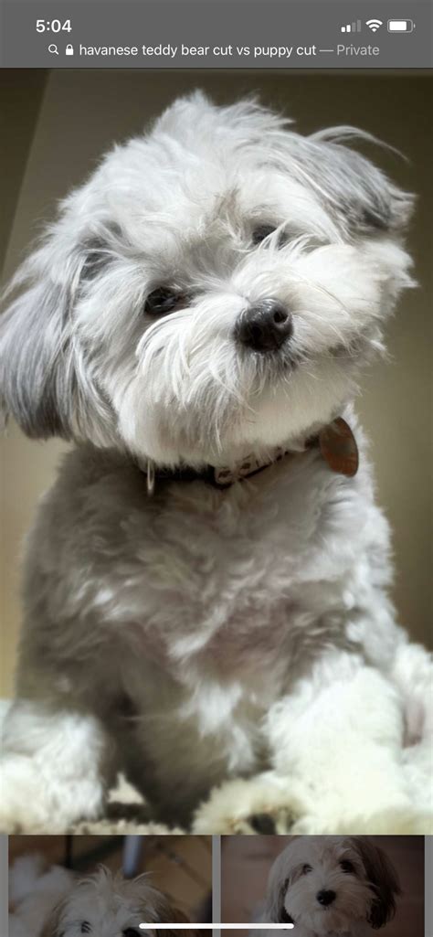 Havanese Haircuts, Havanese Grooming, Havanese Puppies, Dog Grooming ...