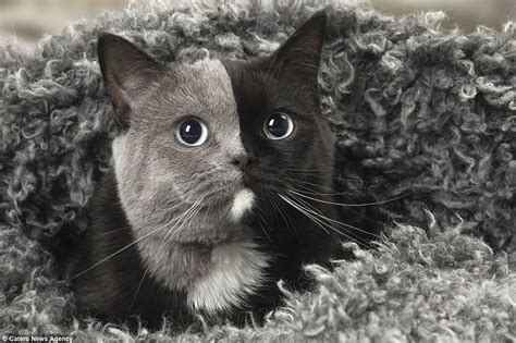 The Cat With Two Faces: Pet Has An Even Split Of Grey And Black Fur