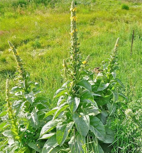 Mullein Leaf Powder 100% Pure Natural Chemical Free 4oz | Etsy