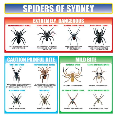 Know Your Spiders Spider Identification Chart Spider Chart Hobo - Bank2home.com