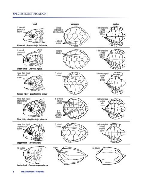 (PDF) CD anatomy guide part 1 - ISLCfripplog/Docs/Sea Turtle Anatomy Species...4 lateral 4 ...