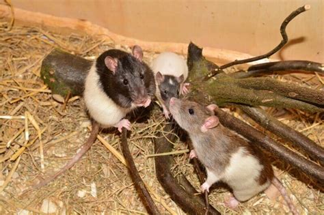 Are My Rats Playing or Fighting? - Understanding Rat Behavior | Animallama