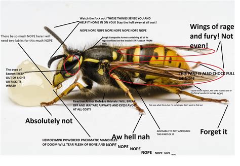 Wasp Life Cycle Diagram