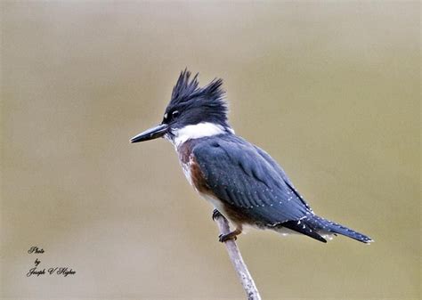 Wild Birds In The Pacific Northwest - unique rare bird