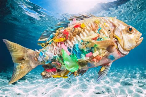 Microplastic pollution found in every aquatic species tested • Earth.com