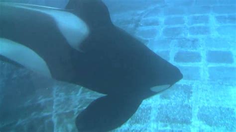 Tilikum Training Session (Featured in the documentary "Blackfish") in ...