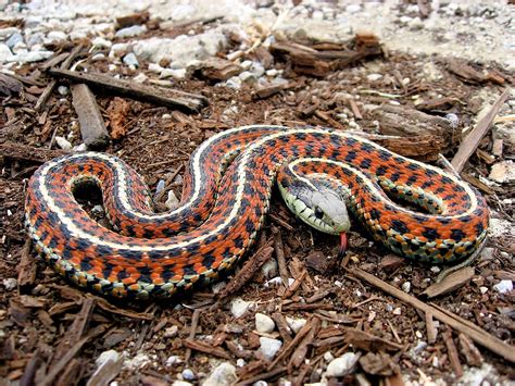 Garter snake - Wikipedia