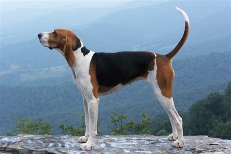 10 Things You Didn't Know about the Walker Hound