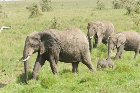 African Elephant herd stock photo. Image of african - 106269724