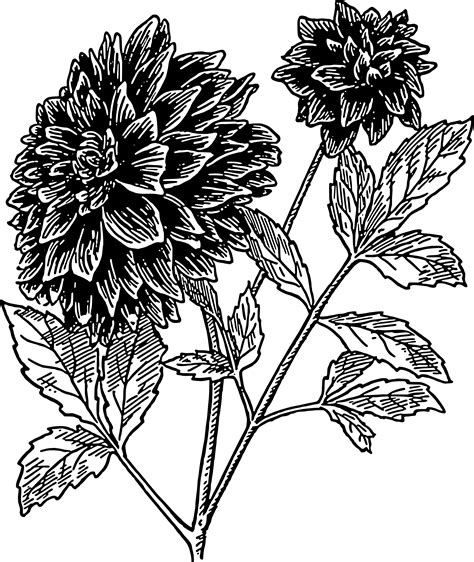 Free Dahlia Cliparts, Download Free Dahlia Cliparts png images, Free ...