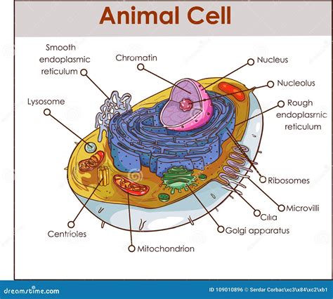 Animal Cell Anatomy Diagram Structure with All Parts Nucleus Smooth Rough Endoplasmic Reticulum ...