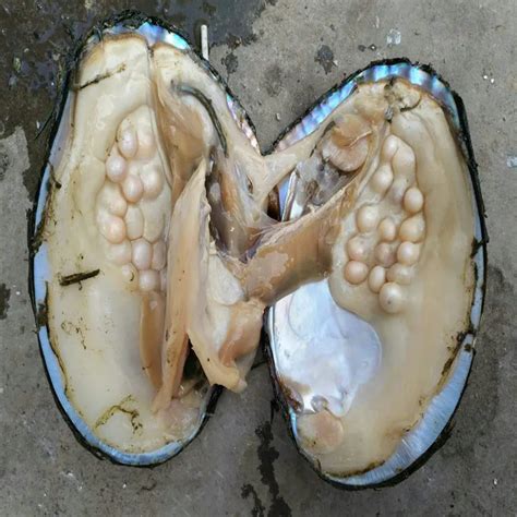 Bulk 5 Pcs Oysters Pearls Big Natural Freshwater Oyster with Pearl ...