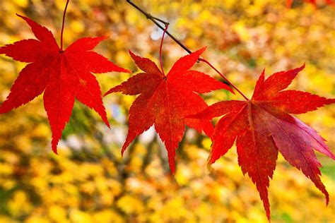 These Japanese maples will bring a world of autumnal colour to your garden | The Independent