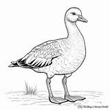 Goose Coloring Pages  Free & Printable sketch template