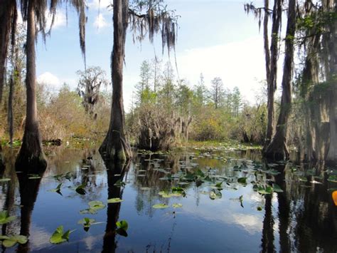 Lower Coastal Plain and Coastal Islands - New Georgia Encyclopedia