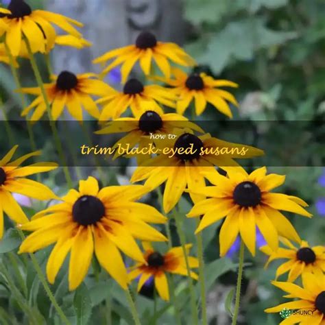 A Step-By-Step Guide To Trimming Black-Eyed Susans | ShunCy