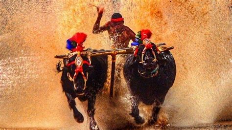 A Second Kambala Jockey Emerges Faster Than ‘Indian Usain Bolt’