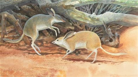 WA and UK researchers discover new species of extinct Australian mammal ...