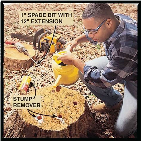 How to Remove a Tree Stump Painlessly | Stump removal, Tree stump, Stumped