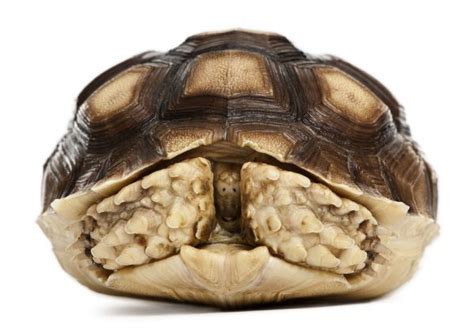 Things-Pet-Owners-Must-Know-About-Sulcata-Tortoise - Learn About Nature