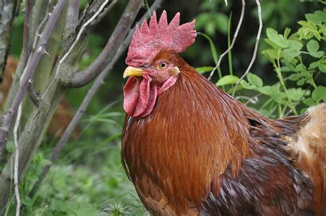 573 Cute and Funny Rooster Names that Are Actually Good - Animal Hype