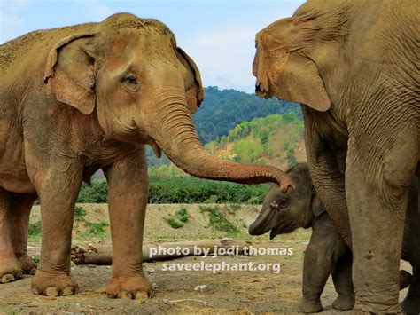 baby elephant Archives - Save Elephant Foundation - Online News