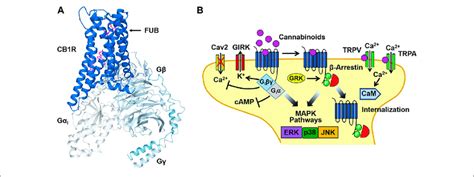 | Cannabinoid CB1 receptor structure and signaling. (A) Structural ...