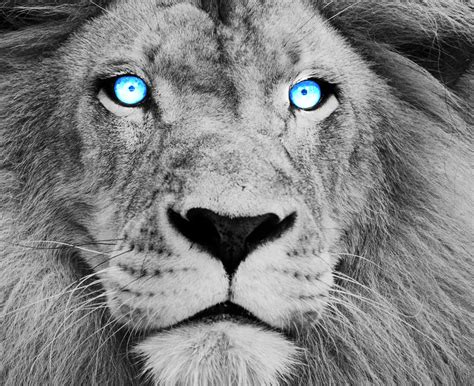 Blue Eyed Lion by DarkMntnDzns on DeviantArt