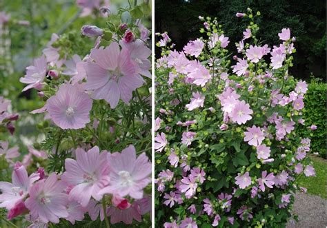 Lavatera No More - Laidback Gardener