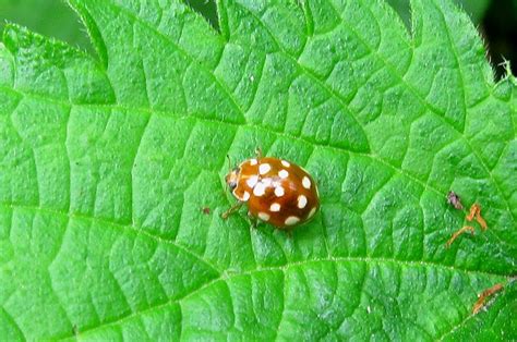 Cream-spot Ladybird | Gedling Conservation Trust, Nottingham