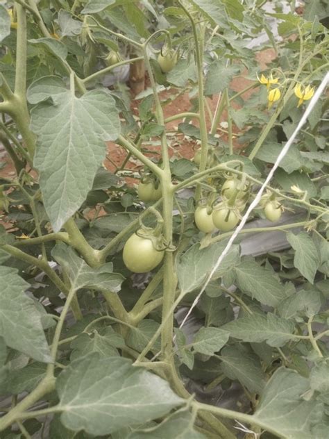 My Tomato Production Process - Agriculture - Nigeria