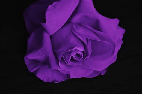 Meaning of Purple Roses & Lavender Roses + Pictures | Flower Glossary