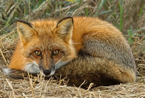 Red Fox (Vulpes vulpes) | about animals