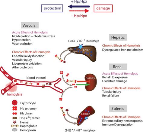 Haptoglobin function, levels, test & causes of low or high haptoglobin