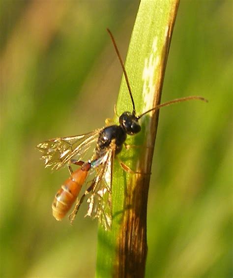 Ichneumon Wasp - Life and Opinions - Life and Opinions